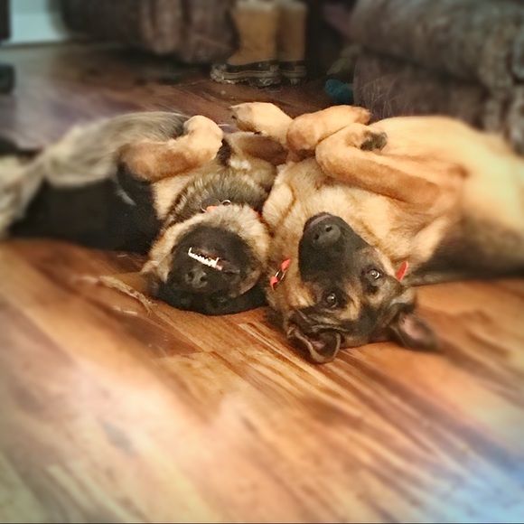 Meet your Posher, Sam - Picture 2 of 2